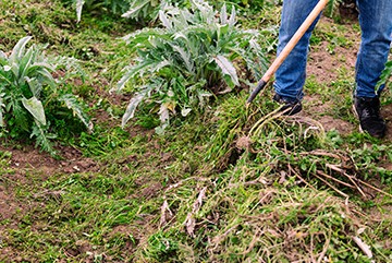 Yard Clean Up Services